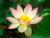 2008.07.01荷花 049.jpg