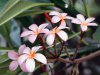 Frangipani Flowers.jpg