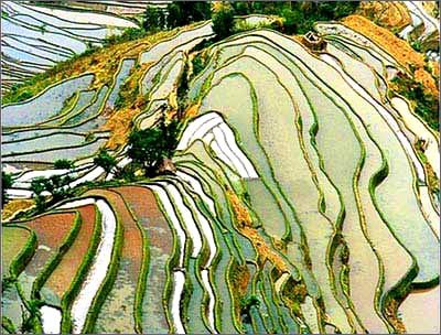 云南元阳梯田.jpg