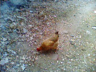IMG0093A.jpg