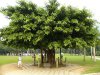 !!1992年1月22日，在深圳仙湖植物园，邓小平同志在湖边亲手植下了一株高山榕树a.jpg