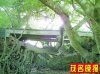 !!两榕树隔河相缠成“夫妻”--化州市林尘镇.jpg
