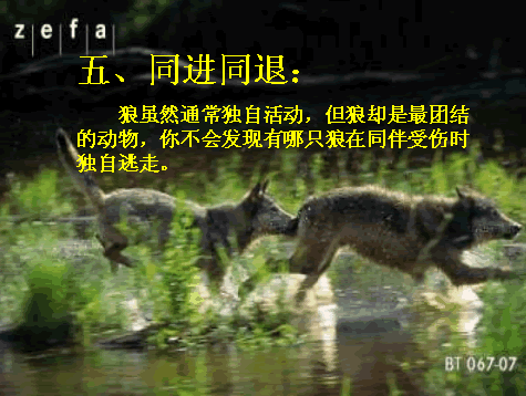 6.gif