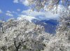 Cherry-blossoms.jpg