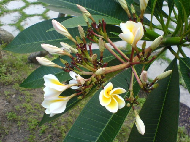 DSC04045.JPG