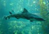 leopard shark kelp.jpg
